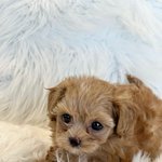 매장 리모델링으로 인하여 <b>무료</b>분양,책임분양 빠르게 합니다