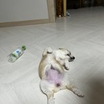 <b>꼬물</b>이 더큼 ㅋㅋ