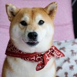 [ZB1] 근데 <b>저</b> 스카프 귀여운데