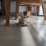 아기냥이 <b>루루</b>입니다