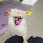 우리 강아지 <b>자랑</b>