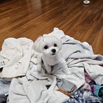 건조기만 돌리면 <b>위에</b> 걸터앉는 울집강쥐