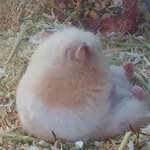 [댓글부탁해] 너무 귀여운 <b>쥐</b>
