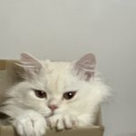 [고양이] 우리 애들 <b>보여</b>줄께요