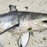 앞바다서 '죠스' <b>백상아리</b> 등 상어 잇단 발견...해경 "안전...