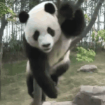 <b>러바오</b> 애기 시절.jpgif