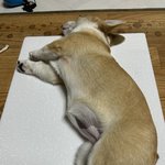 <b>꼬물</b>이 잘 크고 있다네요^^