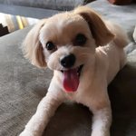 [드루와] 우리집 강아지 커<b>엽지</b>않냐