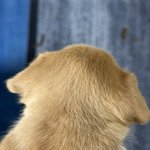 [댓글부탁해] <b>몇</b> <b>달</b> 만에 등급 올리는게 왜 어렵다는거임??