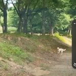 애견<b>동반</b> 캠장 개물림사고