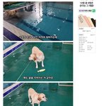 리트리버 6시간동안 수영장에서 놀아주면 생기는일.jpg