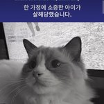 [댓글부탁해] 남친이 <b>여친</b>고양이 죽임
