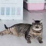 [고양이] 우리고양이 삐룩이 닮은꼴  추가