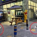 12층서 떨어진 고양이 두 마리 <b>즉사</b>…"던졌다" vs "아니다"