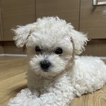 우리집 강아지