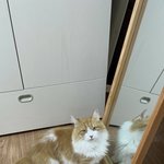 울 고앵 이쁜데 왜..냥스타그램 팔로워가 <b>적지</b>