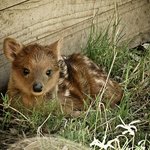 <b>사슴</b>계의 강아지 푸두