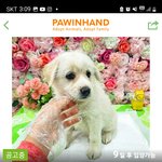 [댓글부탁해] 경상도 사는 강아지 좋아하는 친구들아 드루와바