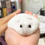 다들 햄스터를 키워라