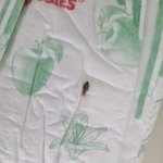 (사진주의) 땡<b>기스</b> 기저귀에서 벌레가 나왔는뎅ㅠㅠ 와방크네요 ㅠ