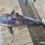 동해안 '식인 상어 주의보' …양양 앞바다서 또 '악상어' <b>사체</b>