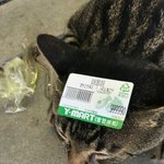 <b>필터</b> 씌운 사진이 진짜인 것처럼 물건 파는 건