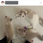 [NCT드림] 나재민 고양이 <b>가정</b>분양이네