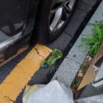 개똥 치우고 <b>똥봉투</b> 아무데나 버리기??