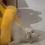 아니 이 고양이 너무 <b>기엽네</b>