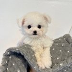 [말티푸] 매장 사정상 아가들 <b>무료</b>분양 책임분양 합니다