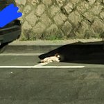 [댓글부탁해] <b>님들</b> 이게 뭐같나요