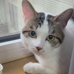 ++후기!!모르는 고양이가 집에 들어왔어요..어쩌죠..