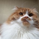 큰 아기냥 호빵이와 진짜 아기냥 만두 - 51