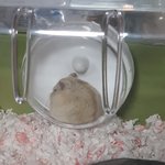 다이어트하다 지쳐서 <b>런닝</b>머신 위에서 잠듬;;