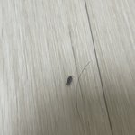 얘드라 이거 무슨<b>벌레</b>야??(조금혐,,)