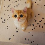 [고양이] 우리집 사랑둥이 봉쑨<b>lee</b> 좀 보세YO!