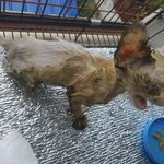 버려진 아기 고양이가 건강해<b>지기</b>까지