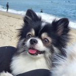 [ZB1] <b>내일</b>은 한빈이 강아지랑 셀카가 올라오길