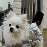 [ZB1] 한빈이네 강아지