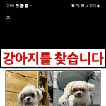 저의 지인강아지좀 찾아주세요 ㅠㅠ