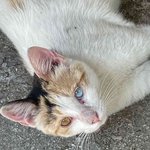 [ㅈㄱㄴ] 와 얘 ㅈㄴ 이쁨