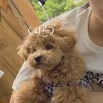 토모토모 강아지 낫또는 유기견출신이야?