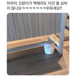 고양이 액<b>체설</b>은 반박불가다