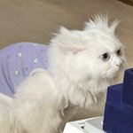 [모두드루와] <b>집사</b>랑 고양이랑 똑같이 생긴 것 좀 봐
