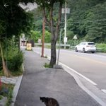 [댓글부탁해] 고양이 씨와 무궁화꽃이 피었습니다ㅋㅋㅋ