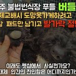 [댓글부탁해] <b>펫샵</b> 소비를 멈춰야 하는 이유