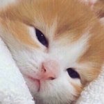 <b>사람아기</b>가 가장 귀엽다