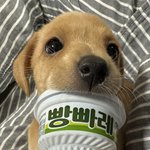 <b>빵</b>빠레 참기름맛