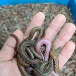 소 양을 먹지 않는 이유.