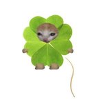 [브래지어] 요즘 고딩들이 조아하는거 머있음